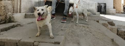 russian dog and poddle