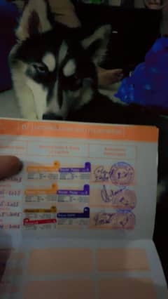 Husky dog Willy kot
