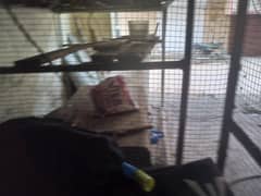 hen cage for sale