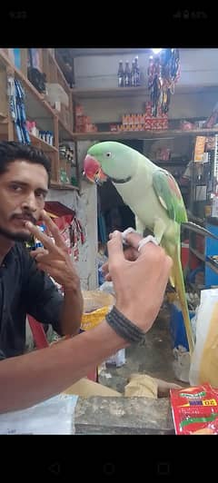 Pahari Toota