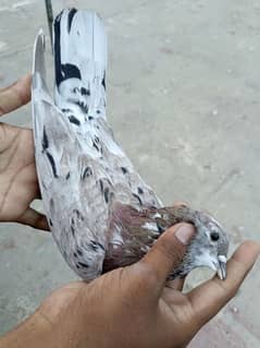 for sale pijan 3 male