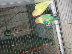 Love bird for sale