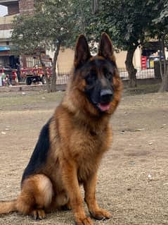 German shepherd pair
