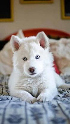 pure white husky puppies