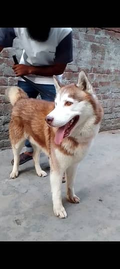 Husky Dog for Sale | Full active & healthy | Ready for new owner