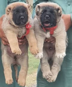pevar kurtis kangal male and female full security dog no chaska for sa