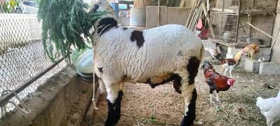 Dumba Available - 7 Months