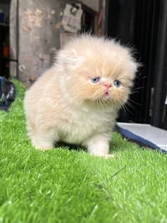 Peki/peke top quality male kitten fawn