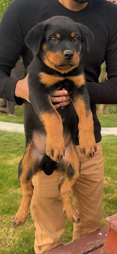 ROTTWEILER