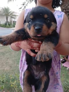 Rottweilers puppies for sale