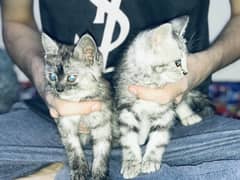 American shorthair breed