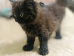 Persian Cat baby