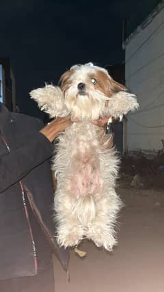 Shitzu confirm breeder femle