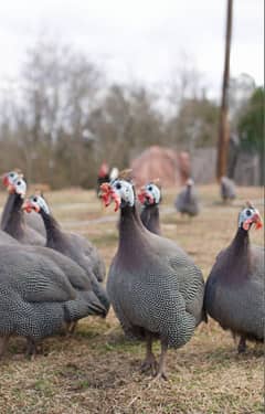 gunia fowl breeder pair