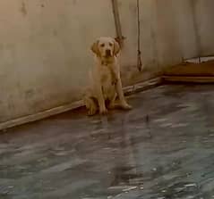 Pure Labrador