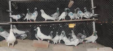 Male ls & Females(Teddy, Zera, Salata, Sialkoti, etc)