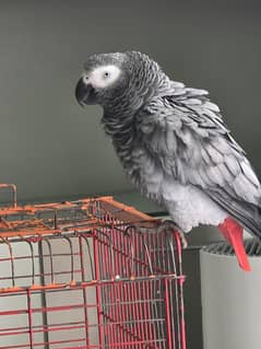 Hand Tamed African Gray talking Female in Multan