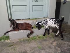 goats