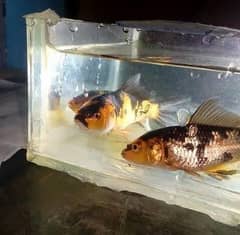 koi