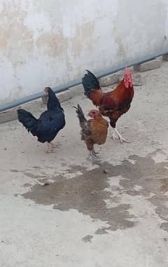 desi murga or murgi