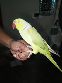 pure Kashmiri and Green neck talking parrot