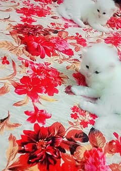 5 Persian cat triple cotted 60 days ki kitten ha