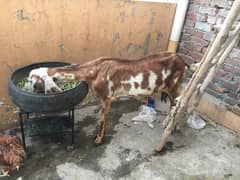 desi bakra