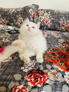 Persian kitten