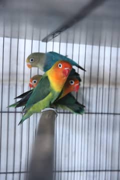 breeder pair with chicks green fischer and parblue fischeri
