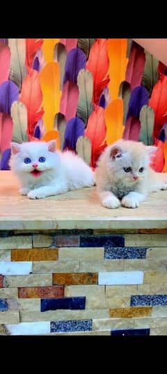 Persian cat for sale male or female my WhatsApp 03282023059