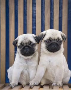 pug