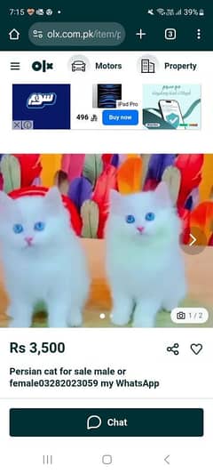 Persian cat for sale male or female my WhatsApp 03282023059