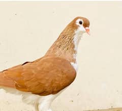 Mix pigeon
