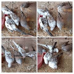 diamond pied breeder pair and pathy avl