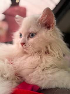 persian kitten
