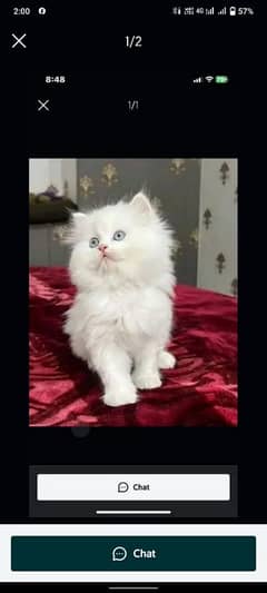Persian cat for sale male or female my WhatsApp 03282023059