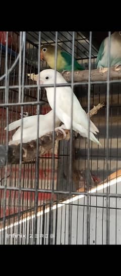 albino black eyes