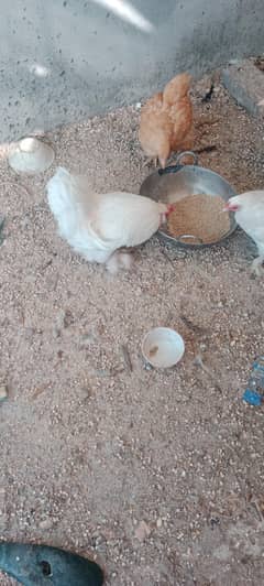 egg for sale bantum