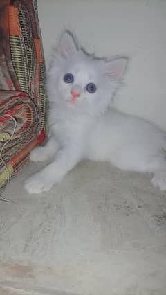 cat pair for sell