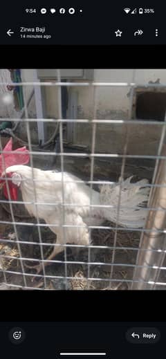 Desi Murghian | Hens