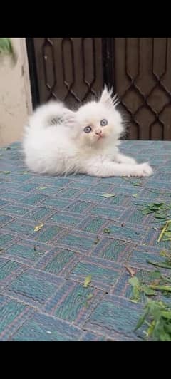 triple coated Persian kittens