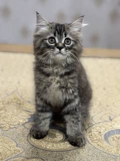 Persia Kitten | Long Coated | Trained | Male | 03124188513