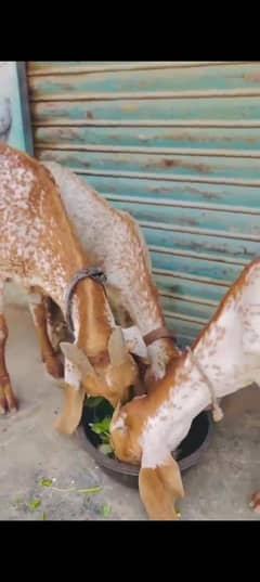 Pure makhi china 2madi bachiya golden colour