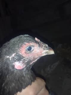aseel pair for sell