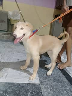 golden retriever female puppy for sale