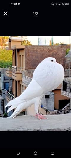 Norwich white femail availbe