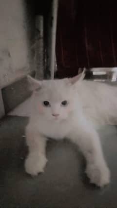 perishen cate