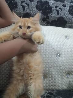 Persian kittens male female