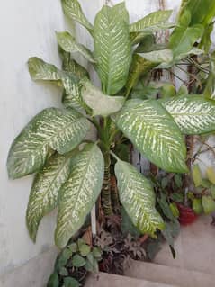 deffenbachia plant