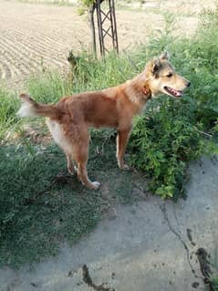 afghan kochi pure quality dog security ka leya bhot zbrdst hai